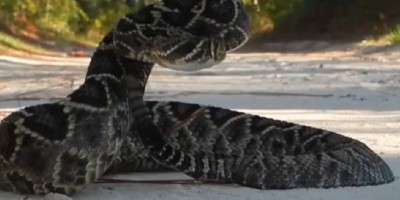 Fort Lauderdale snake